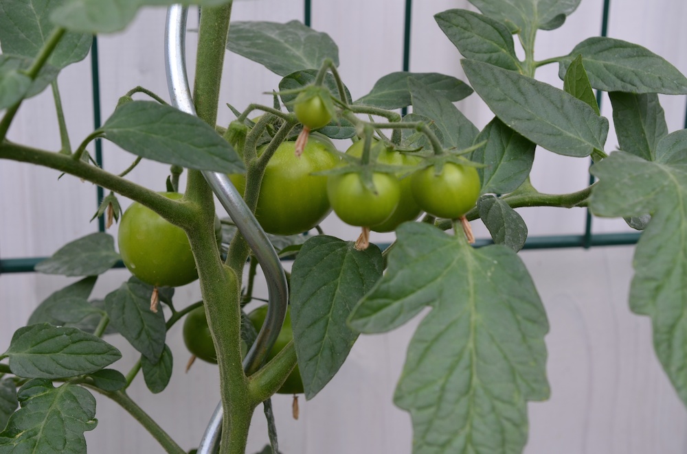 28.06.2014 Chili & Tomaten -  17.jpg