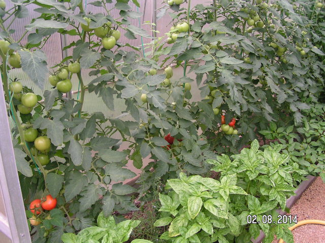PICT0029.JPG