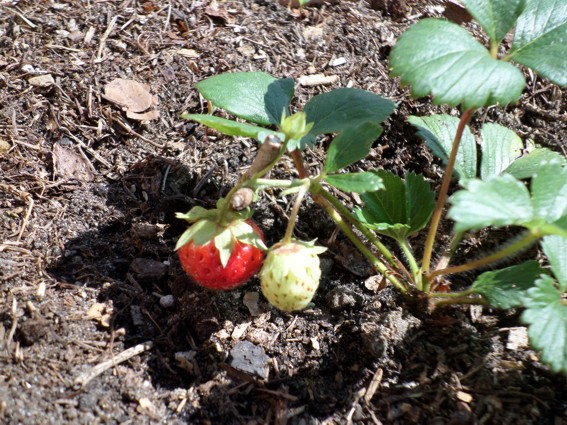 erdbeere.jpg