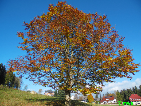 Rundweg Hinterzarten