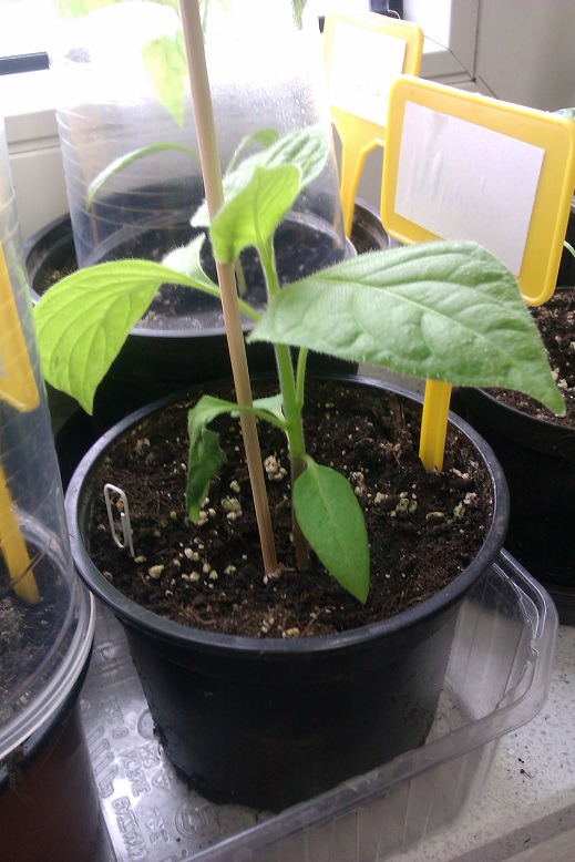 IMAG0396.jpg