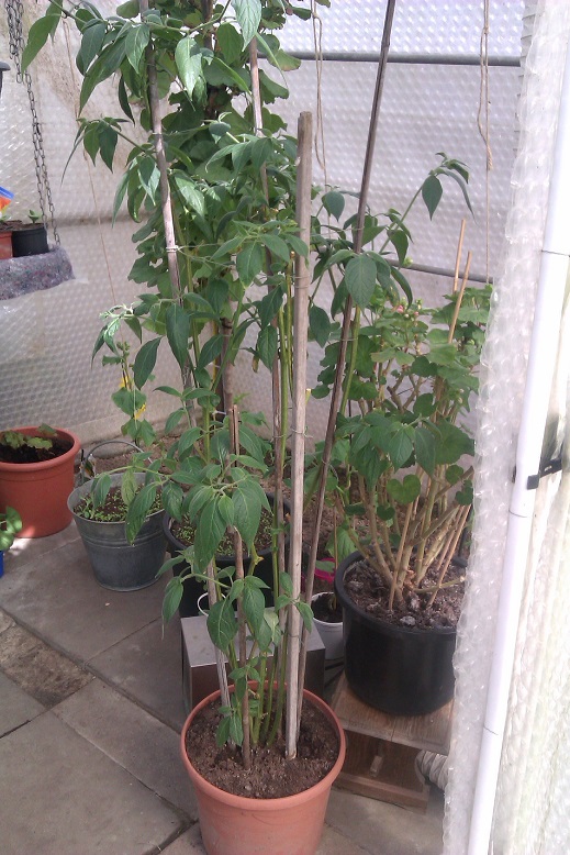 IMAG0403.jpg