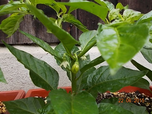 DSCN1013.JPG