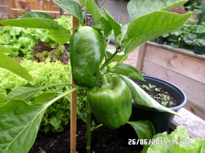 paprika.jpg