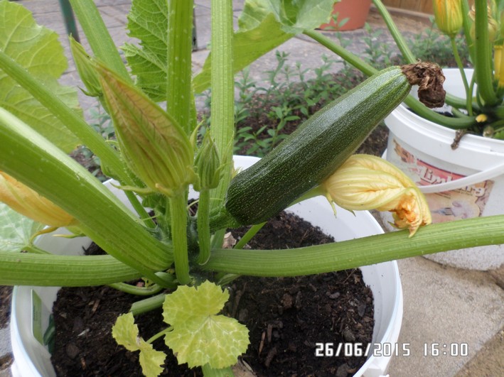 zucchini.jpg