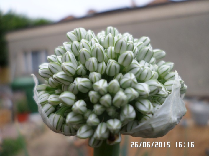 zwiebelblüte.jpg