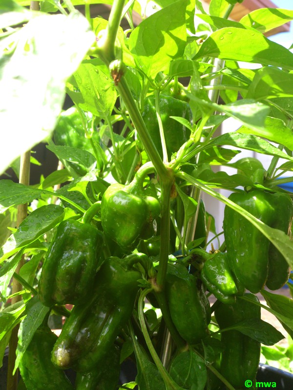 Kleine Paprika