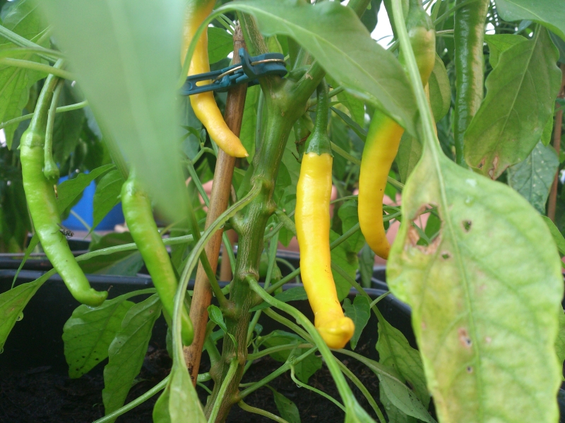 Golden Cayenne