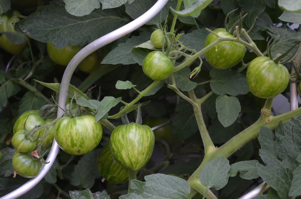 Tomaten 2015 7.jpg