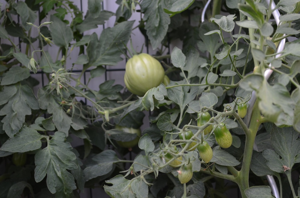 Tomaten 2015 6.jpg