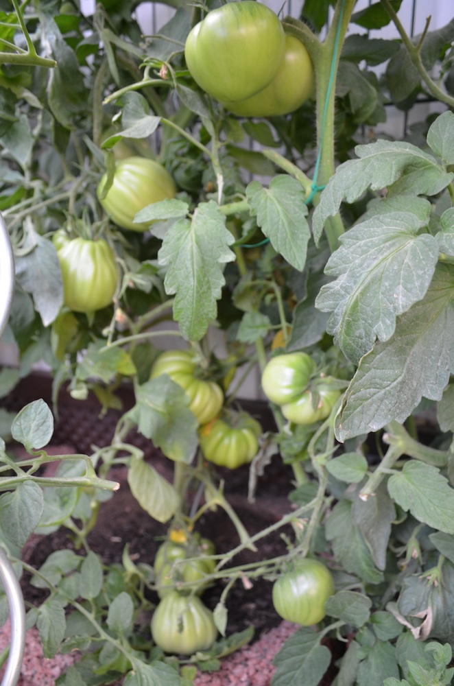 Tomaten 2015 5.jpg