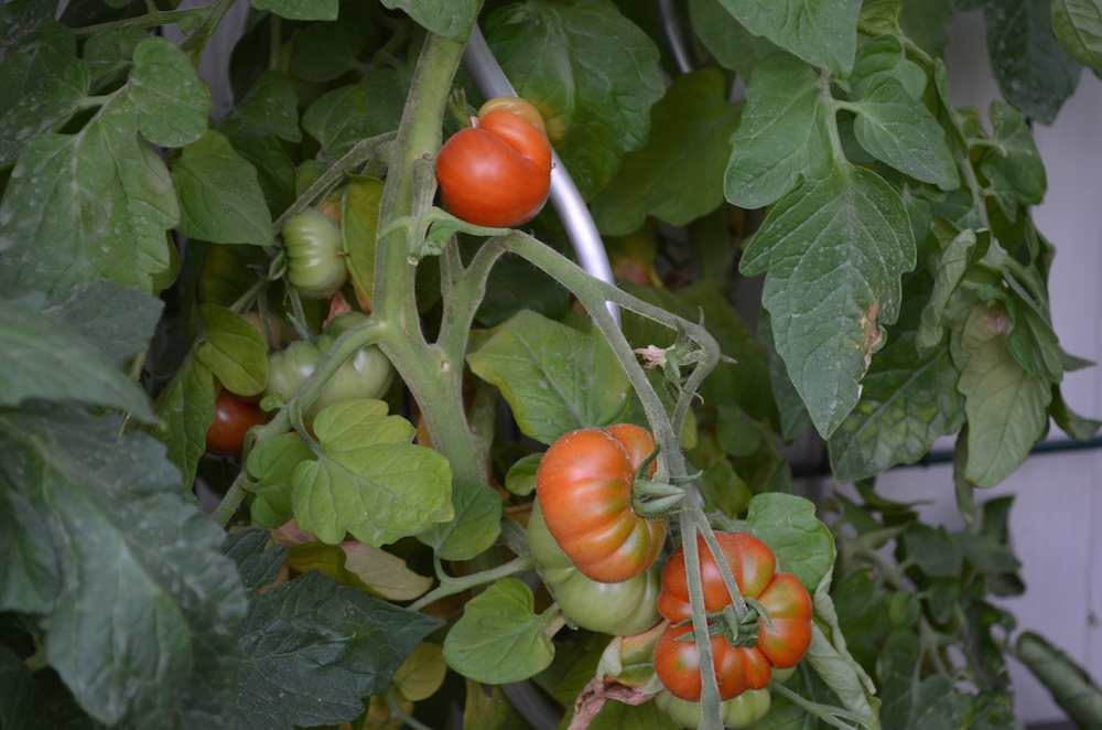 Tomaten 2015 4.jpg