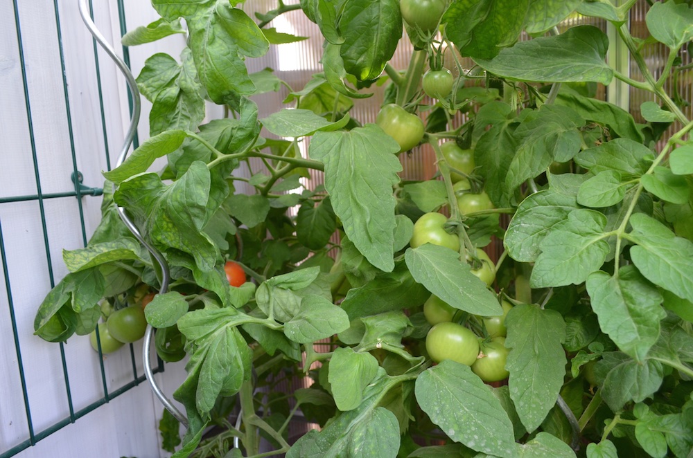 Tomaten 2015 3.jpg