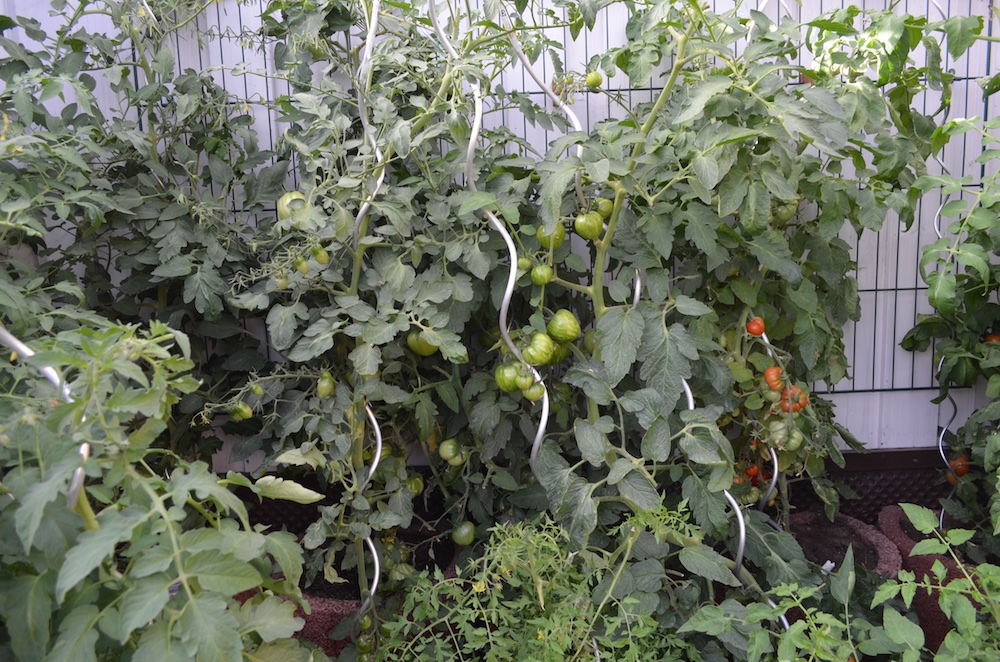 Tomaten 2015 1.jpg