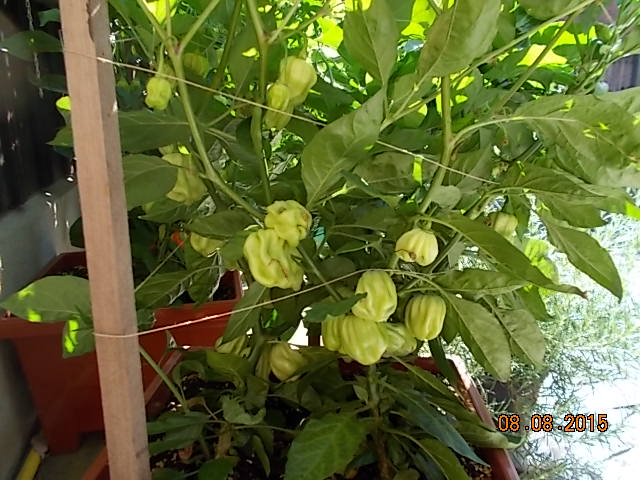 DSCN1173.JPG