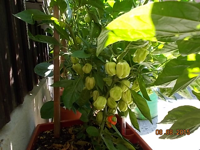 DSCN1174.JPG