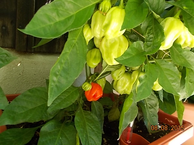 DSCN1172.JPG