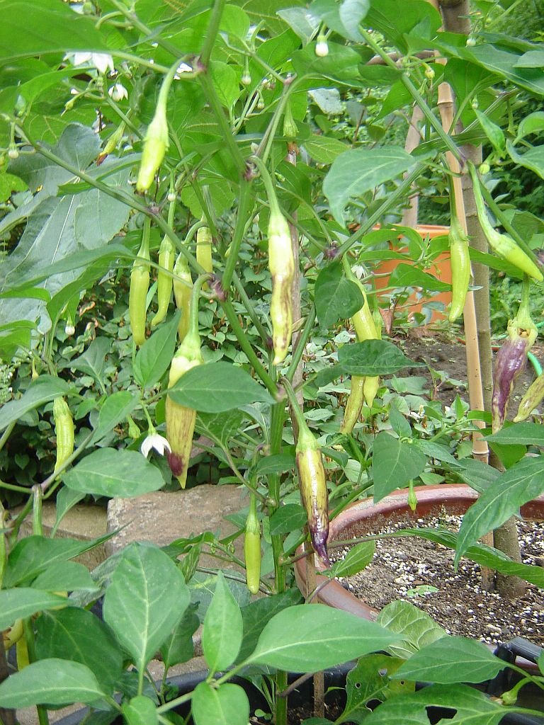 Chilis_2015_02.jpg