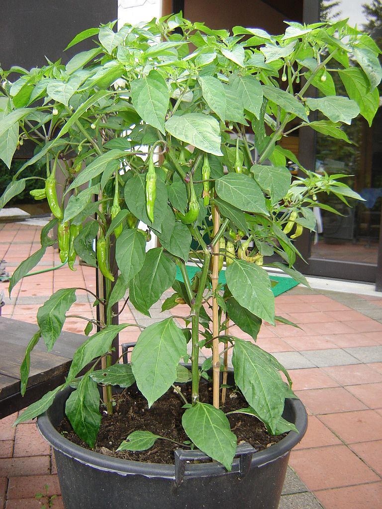 Chilis_2015_03.jpg