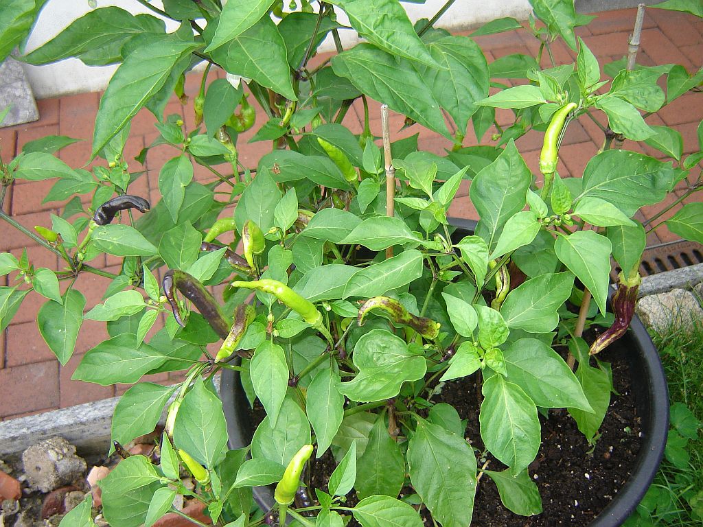 Chilis_2015_04.jpg