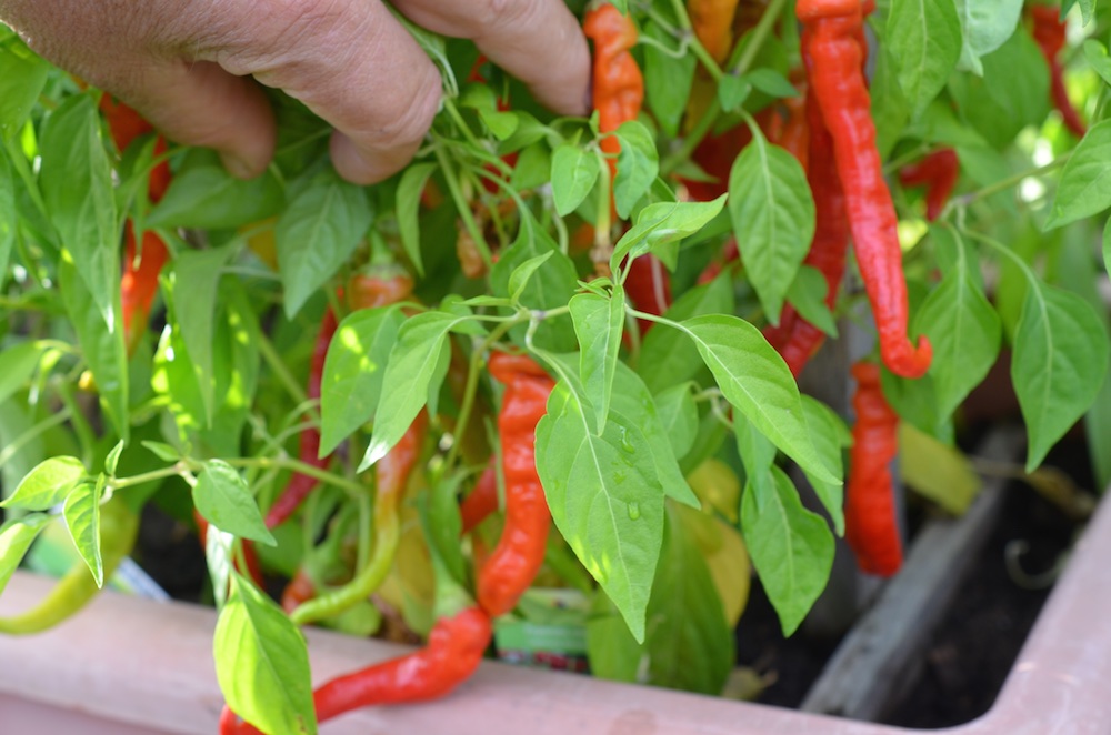 Das sollen milde Chilis sein. Naja sie haben ganz schön biss. Genau richtig um Essen zu würzen. Schöner Ertrag