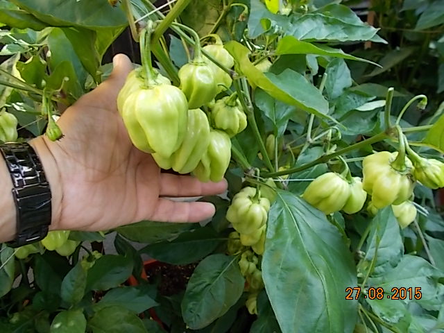 Habanero-001.JPG