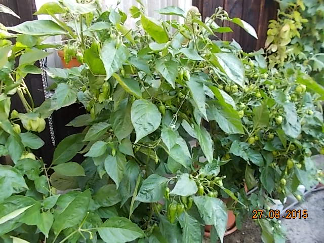 Bhut Jolokai.JPG