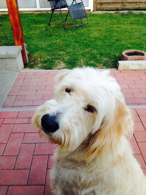 Labradoodle Jack....im 6ten Lebensjahr. Seit drei Jahren bei uns und aus dem Tierheim geholt.....