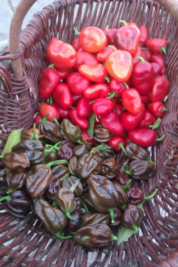 IMAG0704.jpg