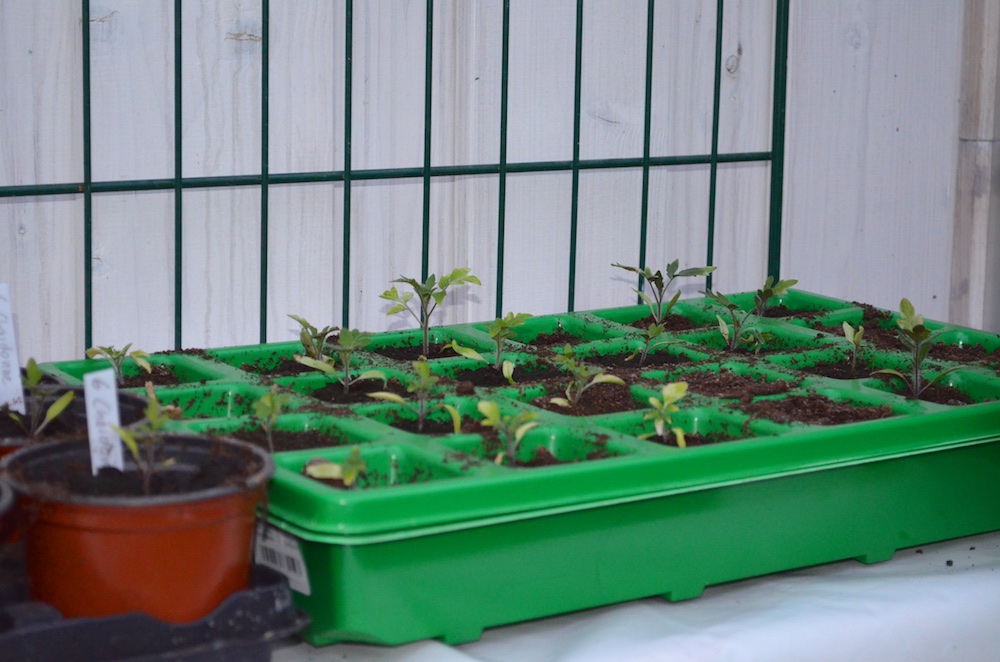 Tomaten 2016 1.jpg