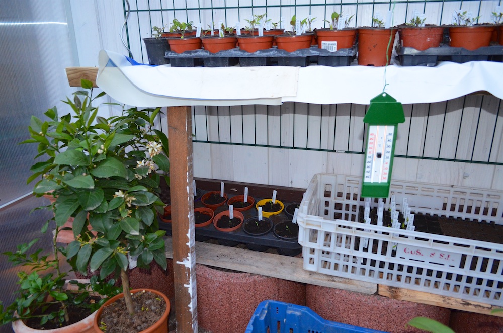 Tomaten 2016 4.jpg