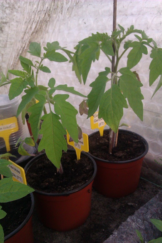 IMAG0065.jpg