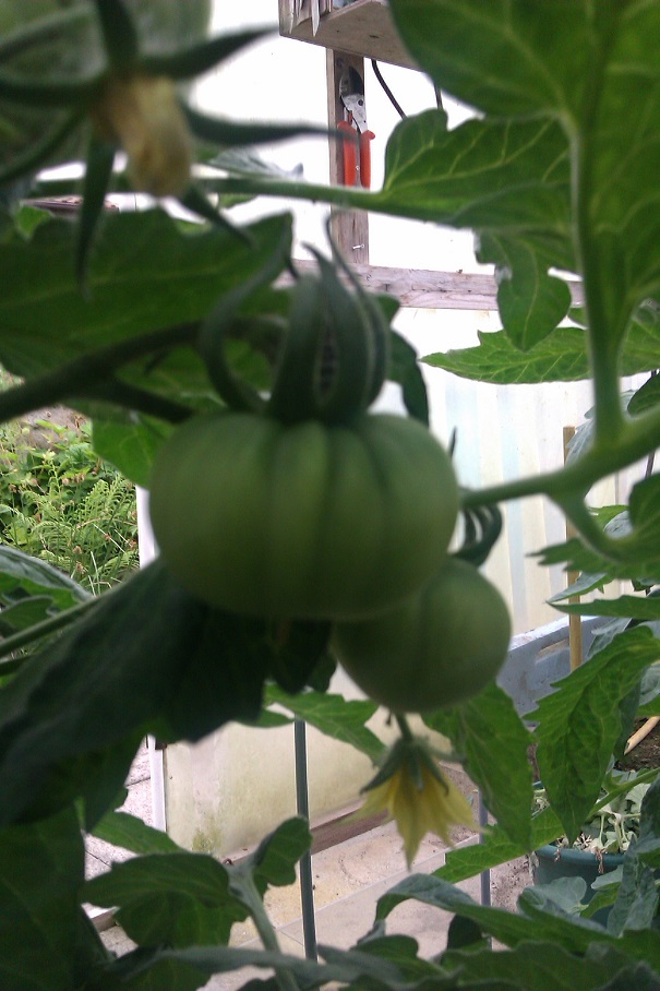 San Marzano.jpg