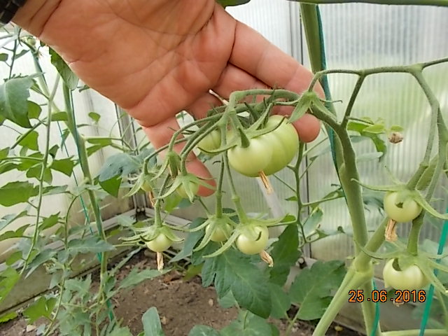 DSCN1605.JPG
