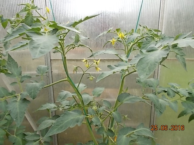 DSCN1606.JPG