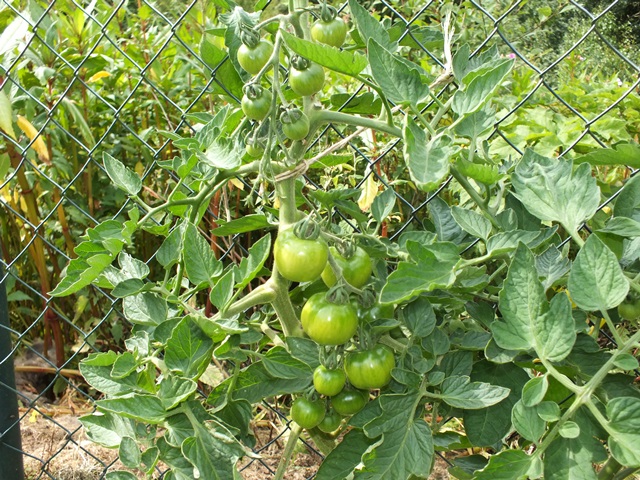 DSCF5279.JPG