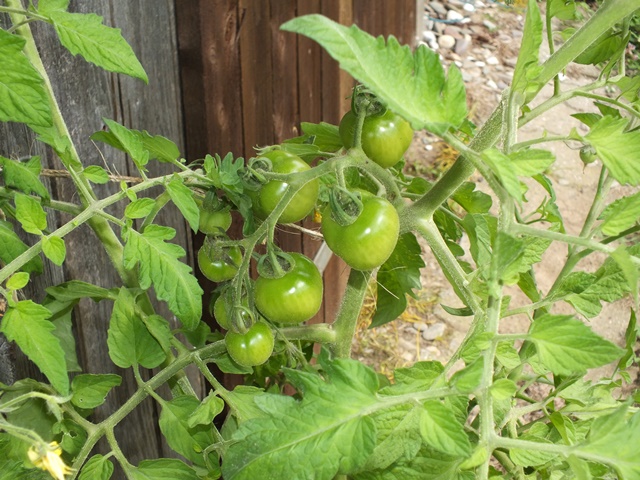 DSCF5281.JPG