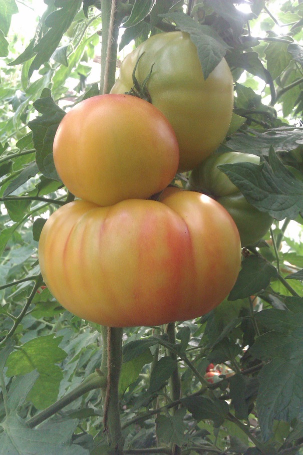 IMAG0263.jpg