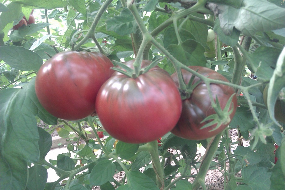 IMAG0264.jpg