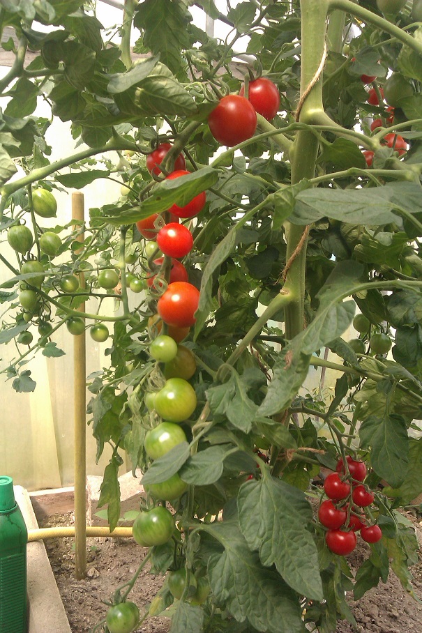 IMAG0267.jpg