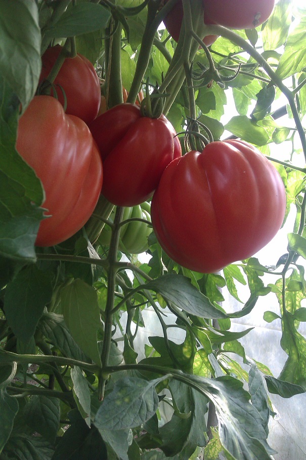 IMAG0268.jpg