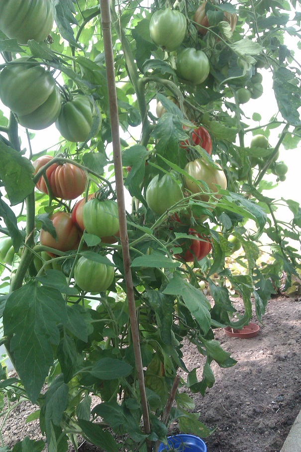 IMAG0269.jpg