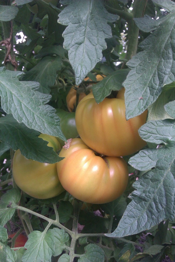 IMAG0270.jpg