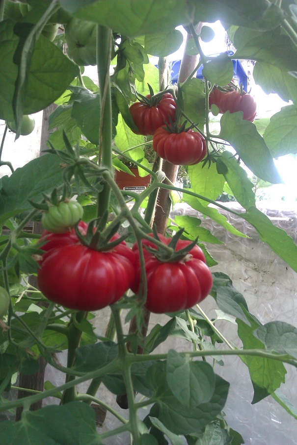 IMAG0271.jpg