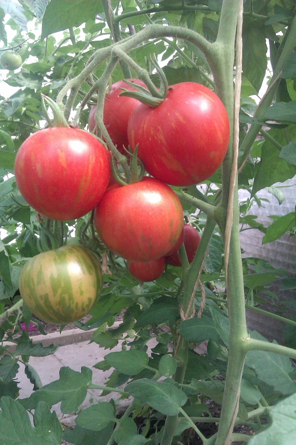 IMAG0272.jpg