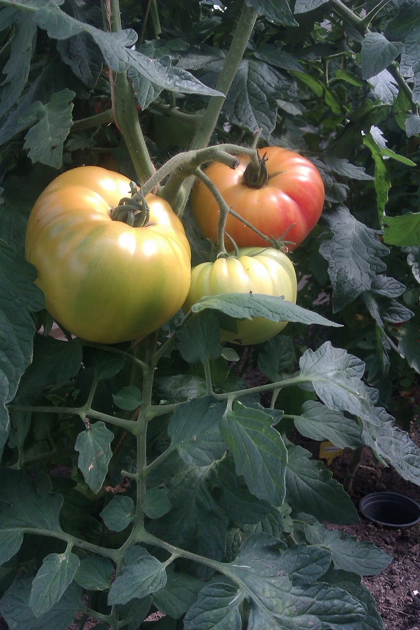IMAG0274.jpg