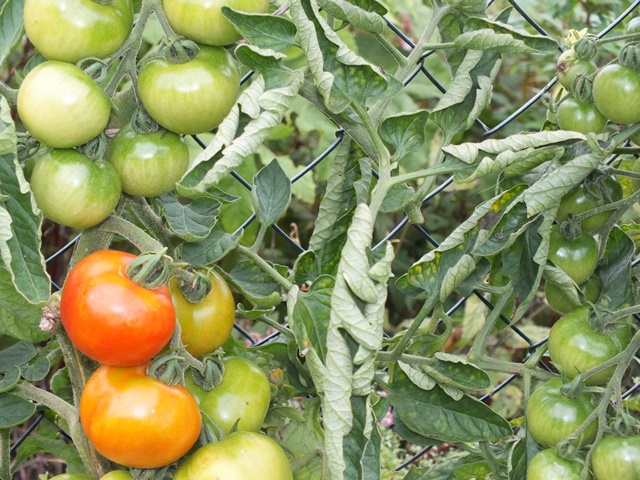 DSCF5325.JPG
