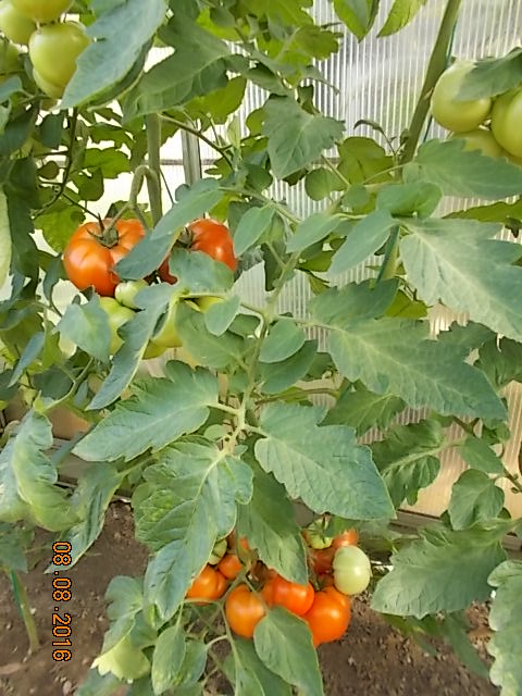DSCN1697.JPG