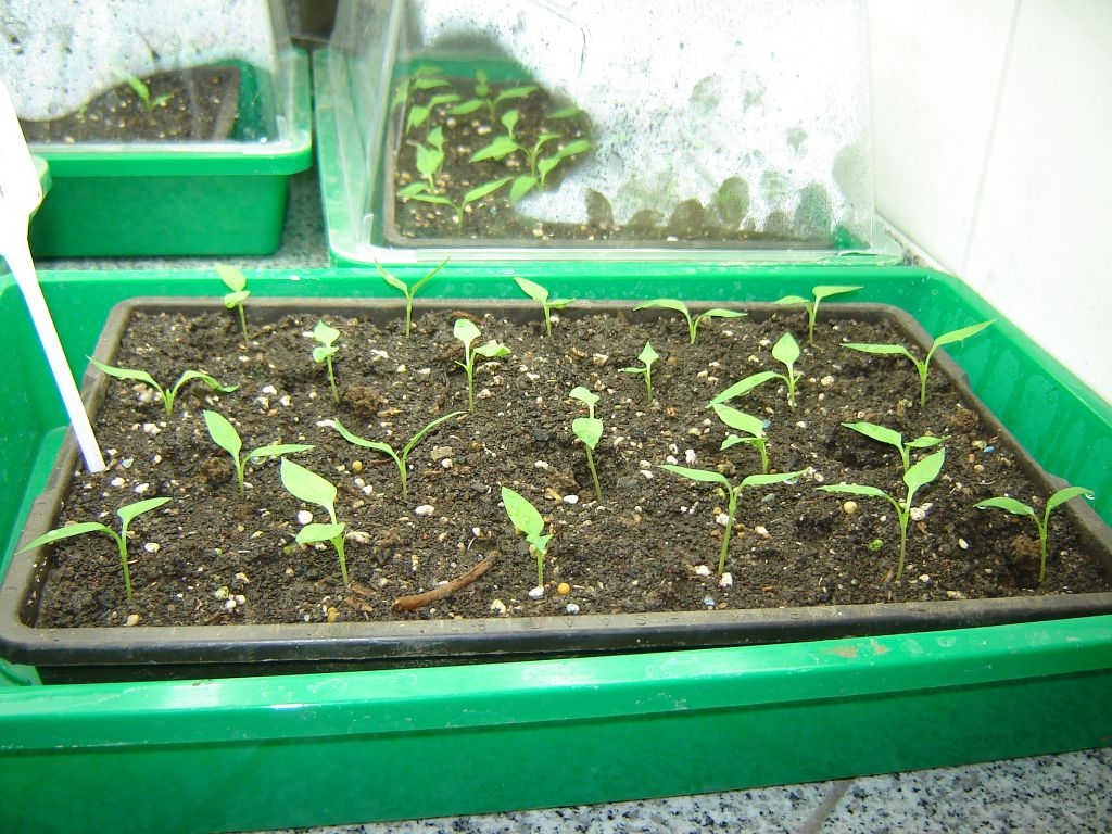 Chili2017_01.jpg