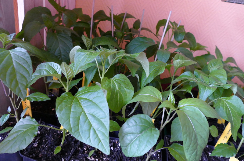 P1030541-001.JPG